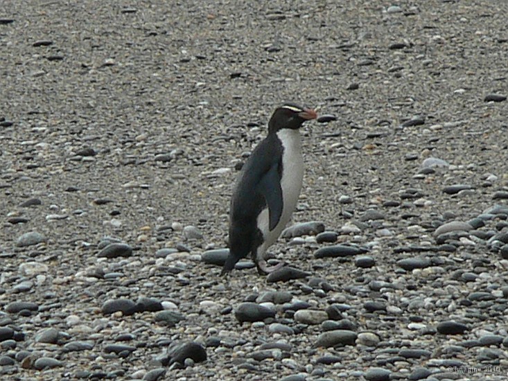 12.44- Un gorfou des fjordland sur la plage.JPG